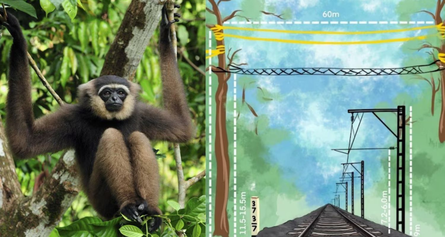 These secure, high-grade canopy bridges will enable the safe movement of arboreal species across the sanctuary, ensuring their protection and facilitating their natural habitat connectivity.