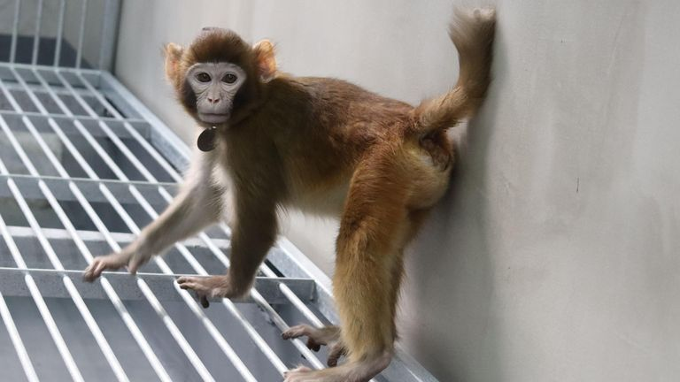 Scientists in China have announced that they have cloned the first healthy rhesus monkey (macaca mulatta)