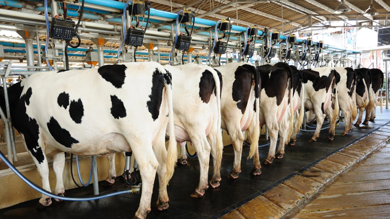 India Aims to Boost Share of Global Milk Production to One-Third by 2030