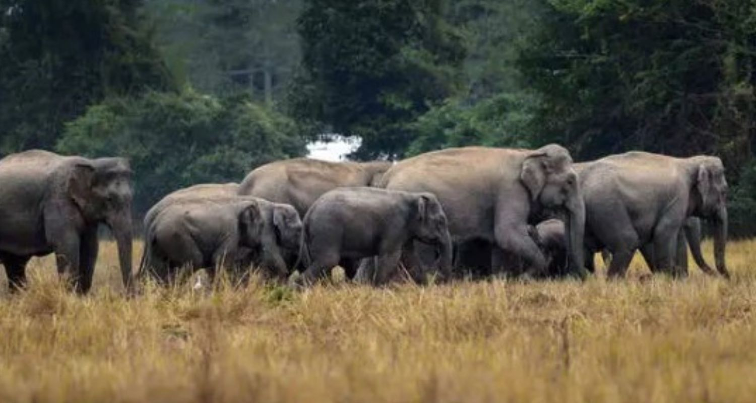Tamil Nadu uses AI surveillance to curb elephant deaths