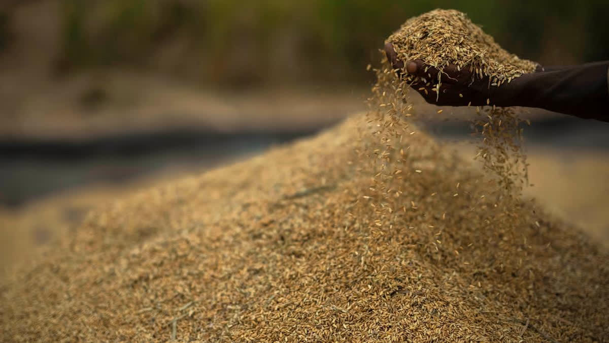 Govt bans de-oiled rice bran export till 2025