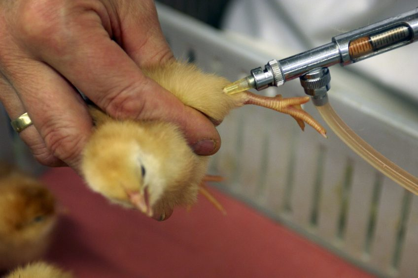IVR develops  to combat infectious bursal disease in chickens.