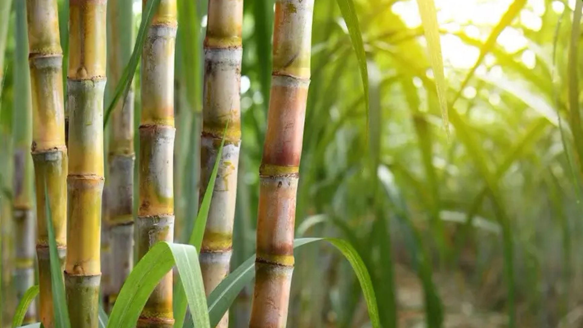 Cane care Portal