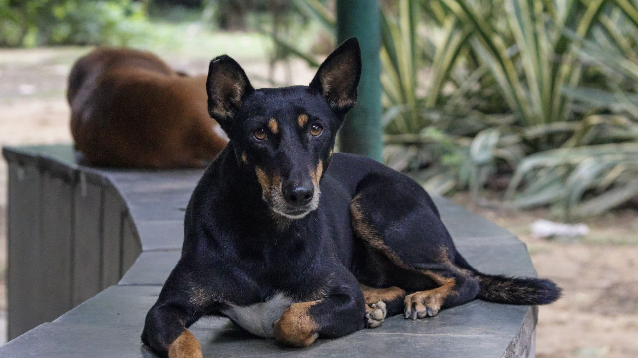 Stray Dog PTI