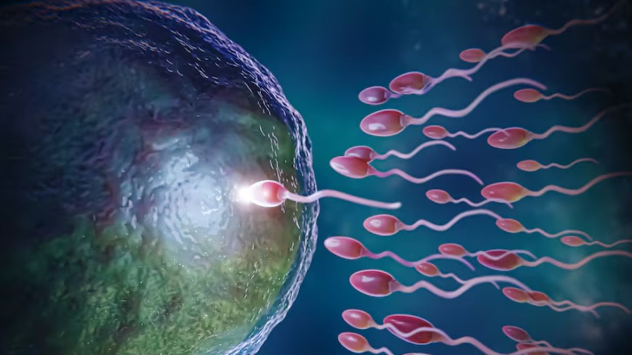 IVF