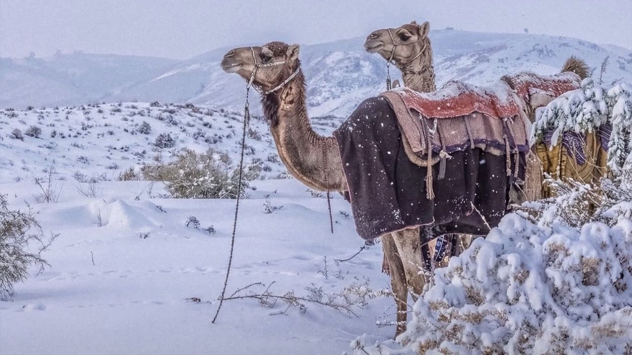 saudi arab