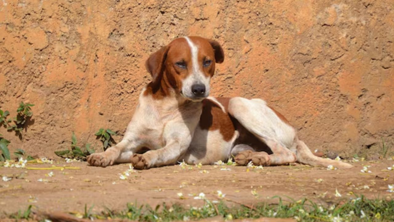 stray dog