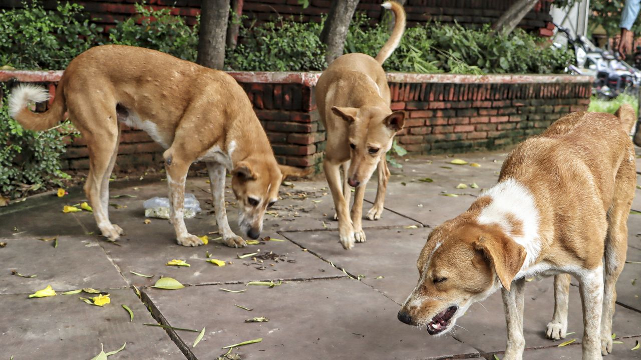 Stray Dogs 