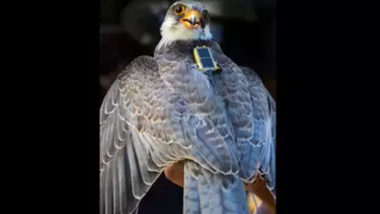 Amur Falcons