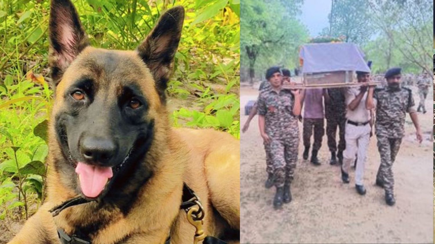 crpf dog 