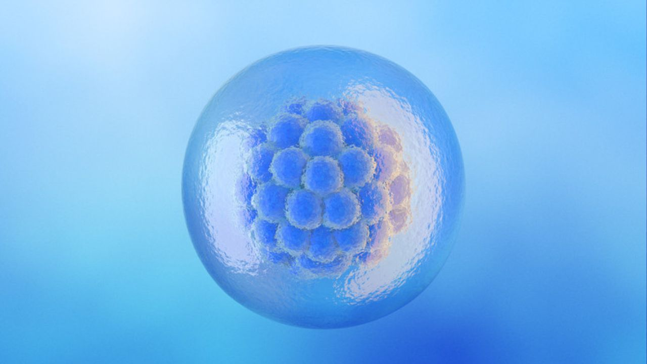 Frozen Embryo 