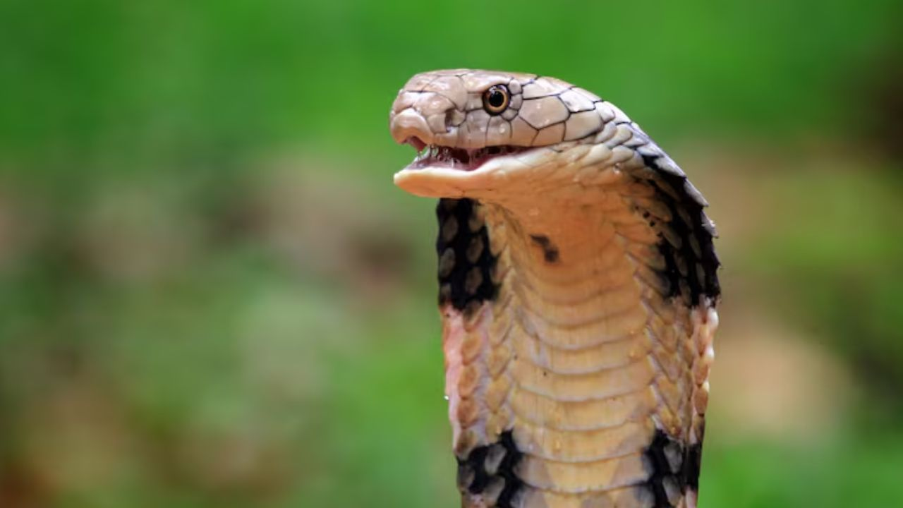 Representational Picture