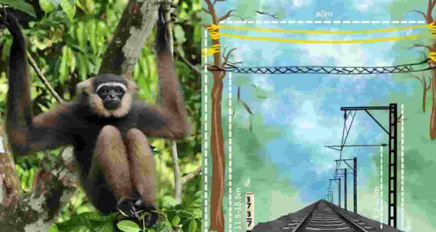 These secure, high-grade canopy bridges will enable the safe movement of arboreal species across the sanctuary, ensuring their protection and facilitating their natural habitat connectivity.
