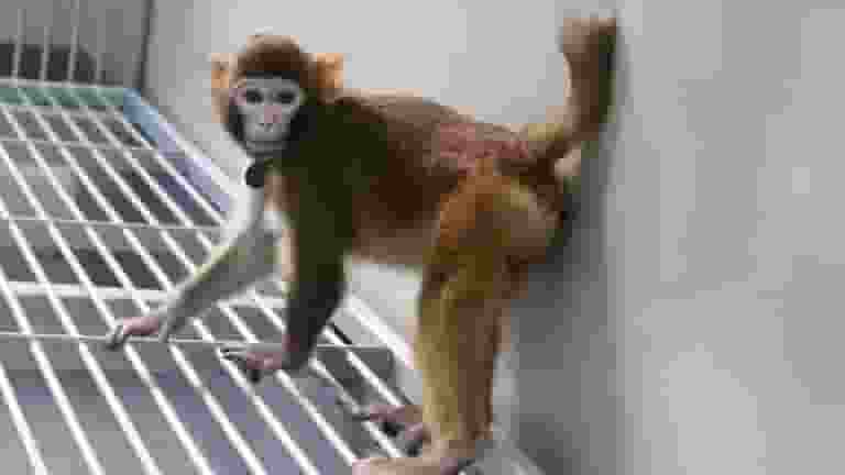 Scientists in China have announced that they have cloned the first healthy rhesus monkey (macaca mulatta)