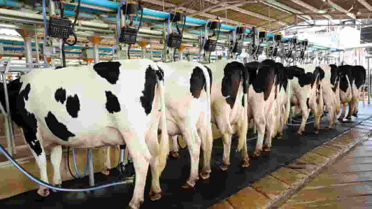 India Aims to Boost Share of Global Milk Production to One-Third by 2030