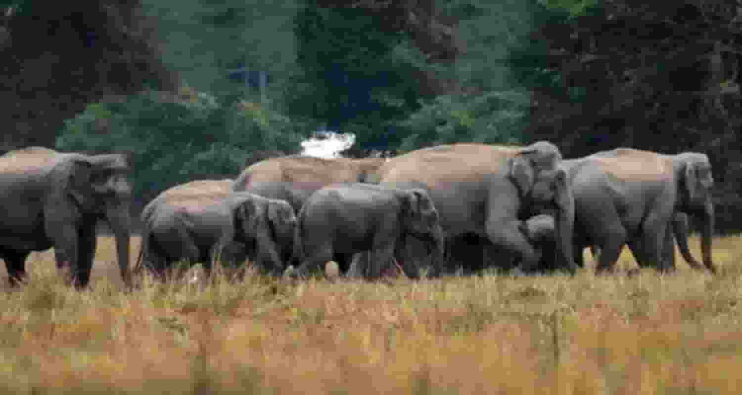 Tamil Nadu uses AI surveillance to curb elephant deaths