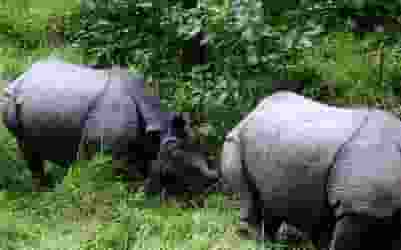 West Bengal election officials are banking on animals and popular characters in fiction to get their messages across to people