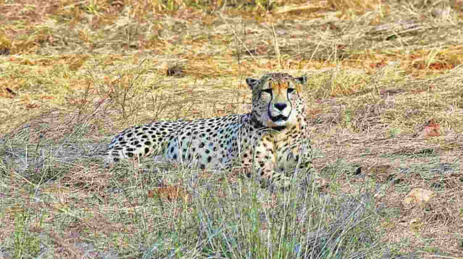 Water guzzlers, trees keep cheetahs cool at Kuno