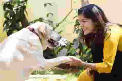 In a bid to aid pet parents in their search for missing pets, Swiggy has announced 'Swiggy Pawlice,' leveraging its vast network of delivery partners.