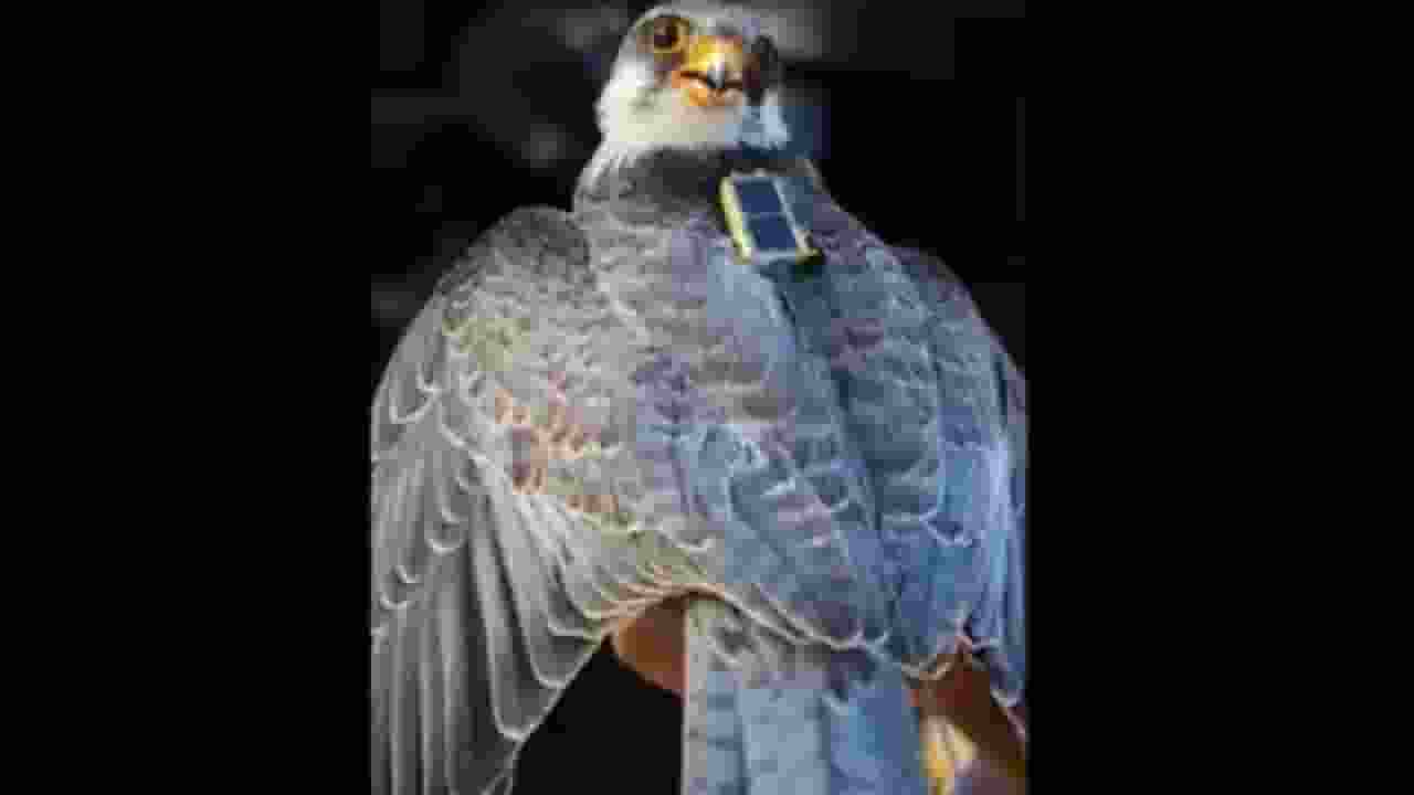 Amur Falcons