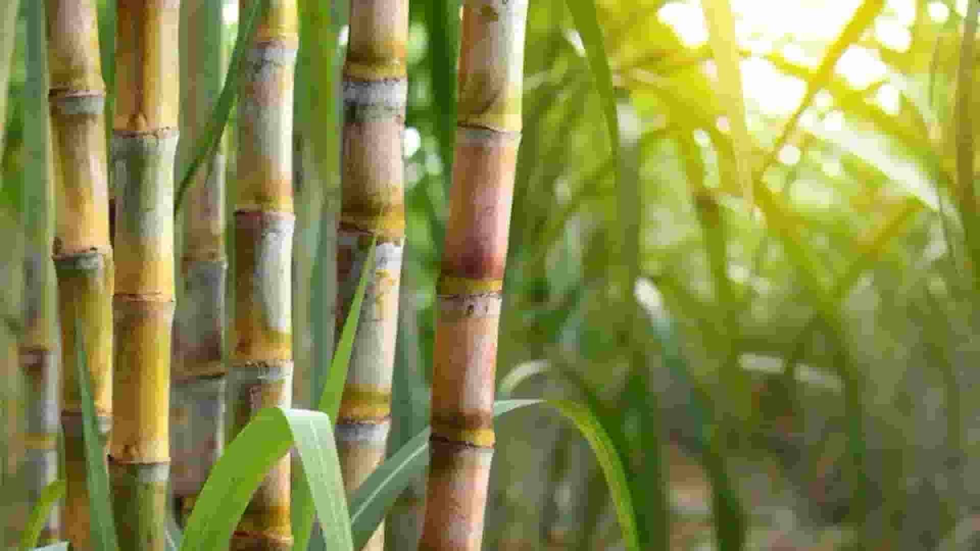 Cane care Portal
