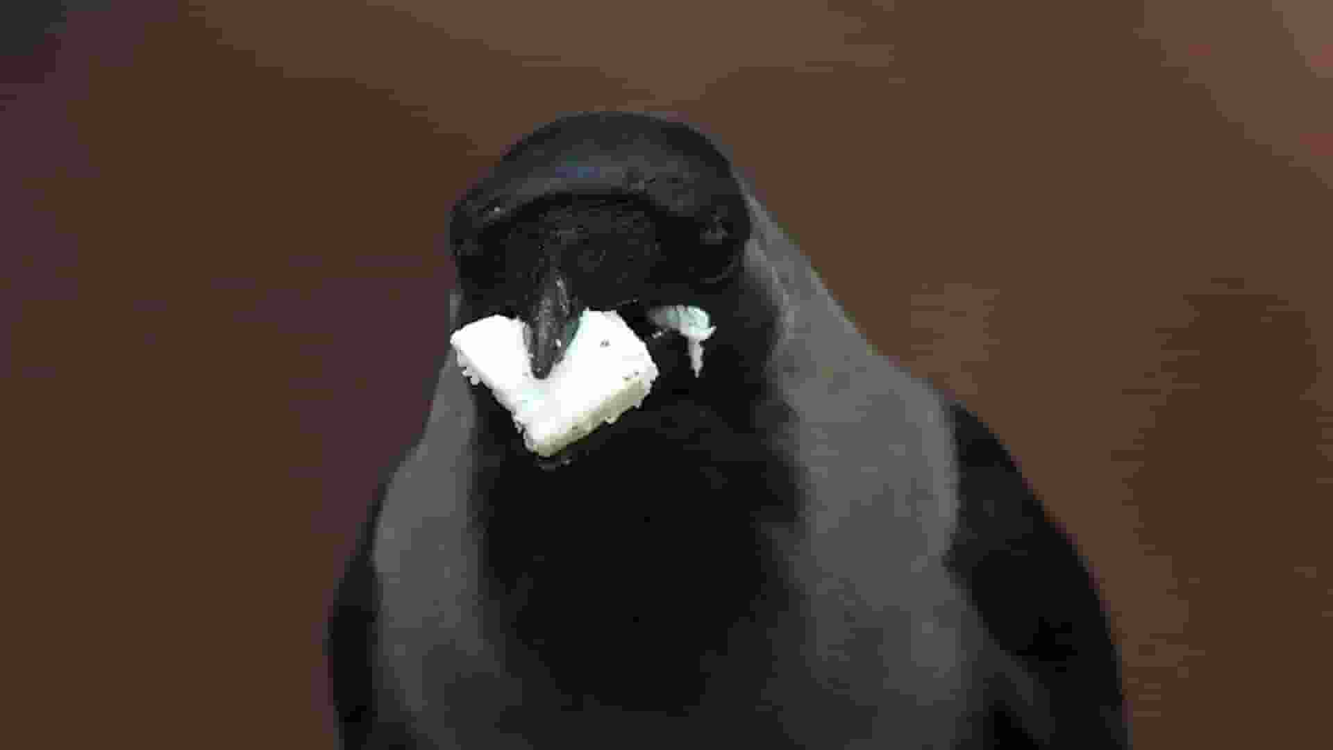 Crow