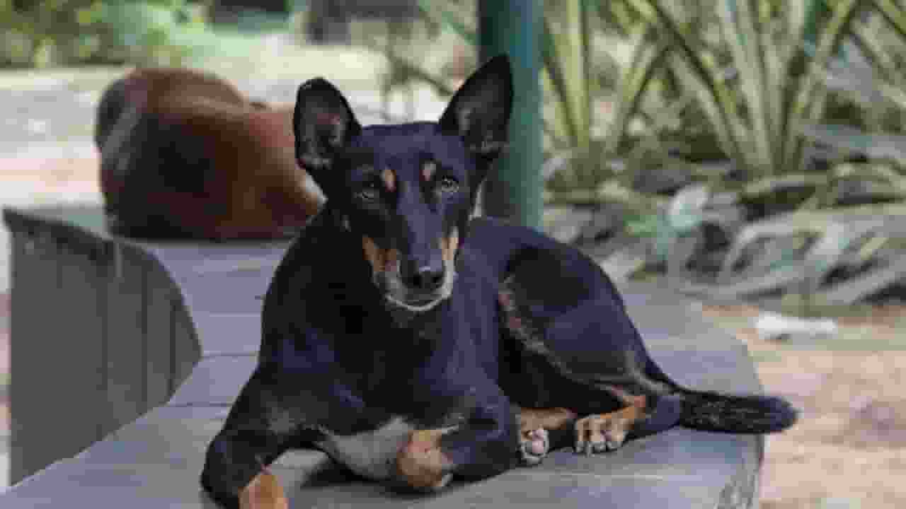 Stray Dog PTI