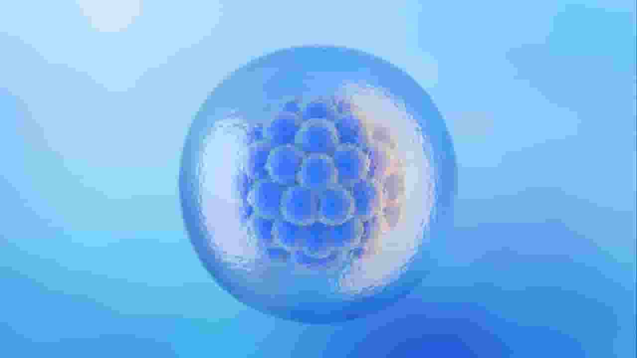 Frozen Embryo 