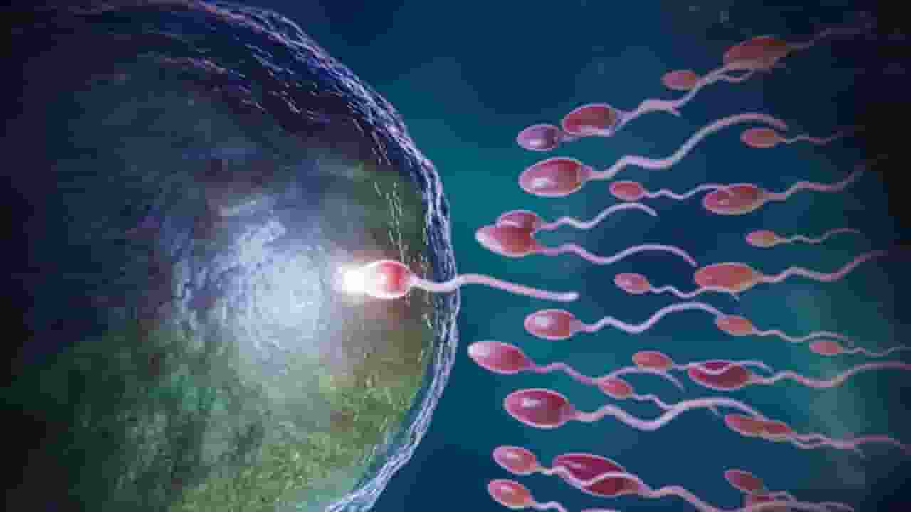 IVF