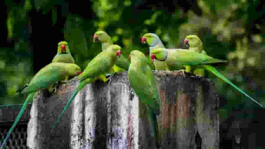 Parrots damage farmer pomegranates in Maharashtra
