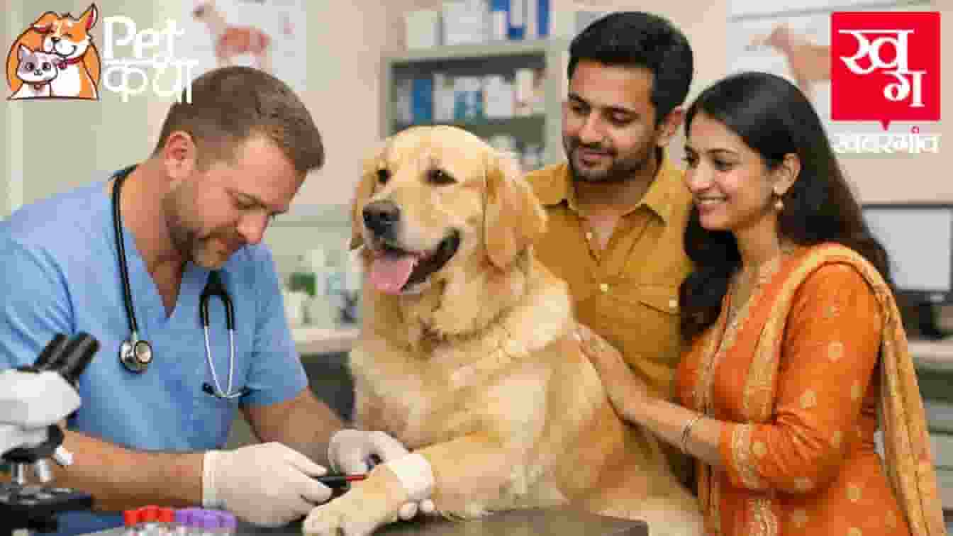 Pet Dog