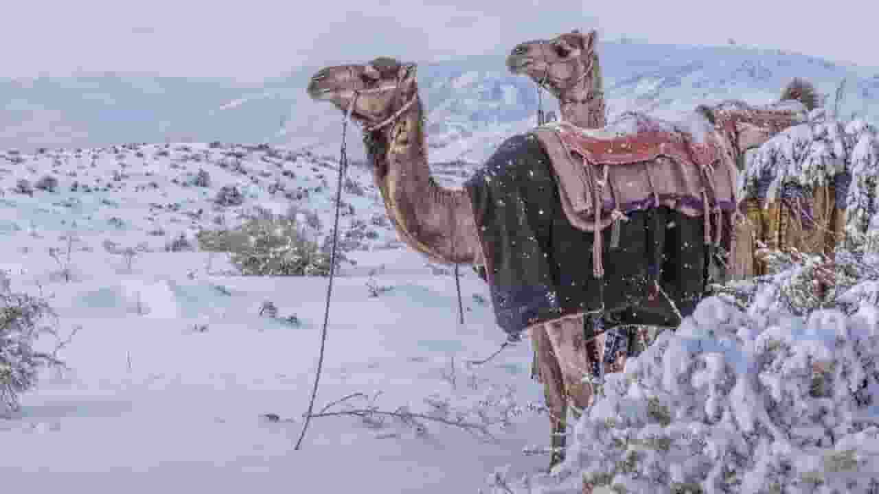 saudi arab