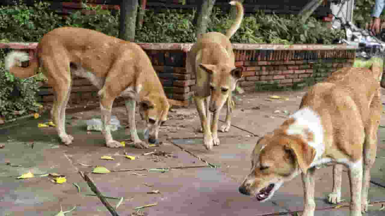 Stray Dogs 