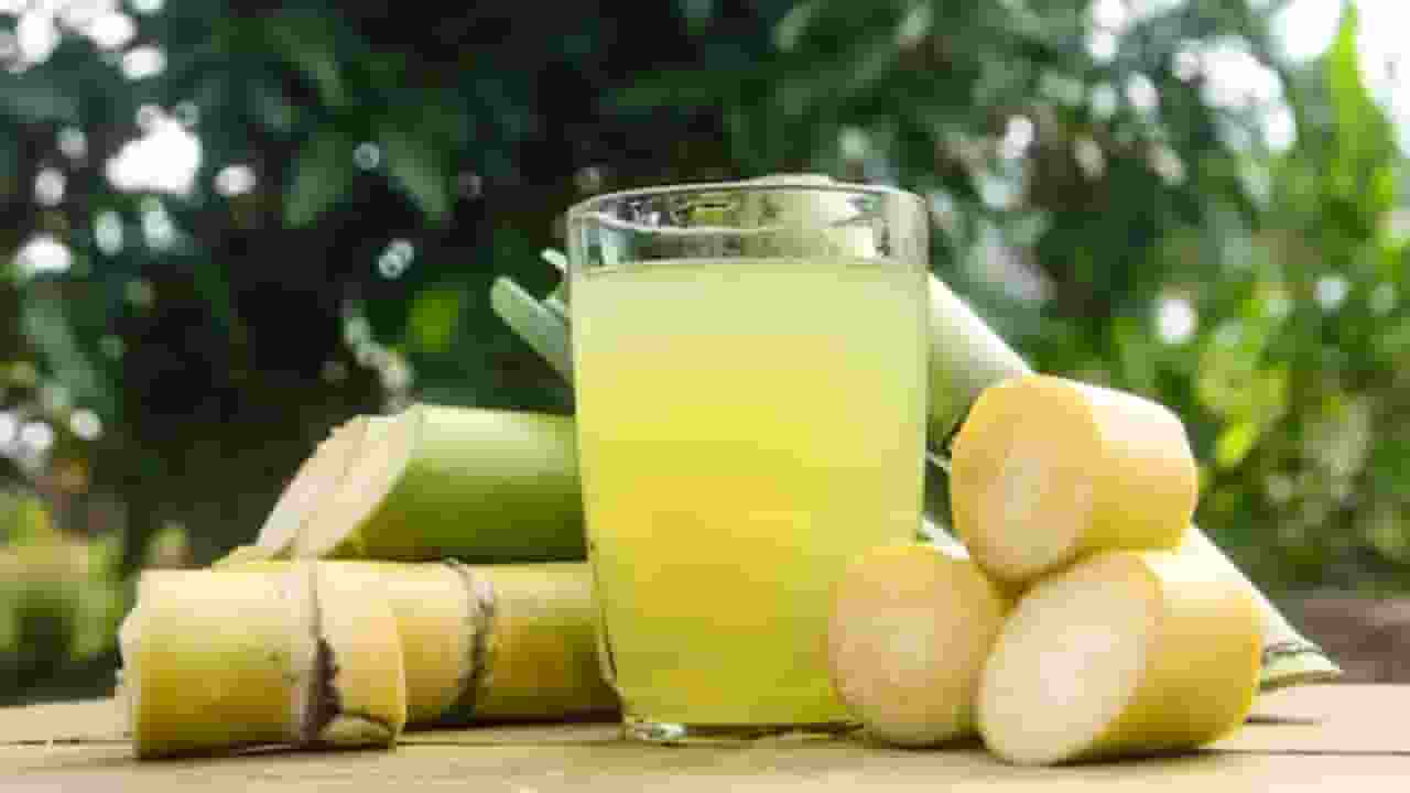 sugar cane