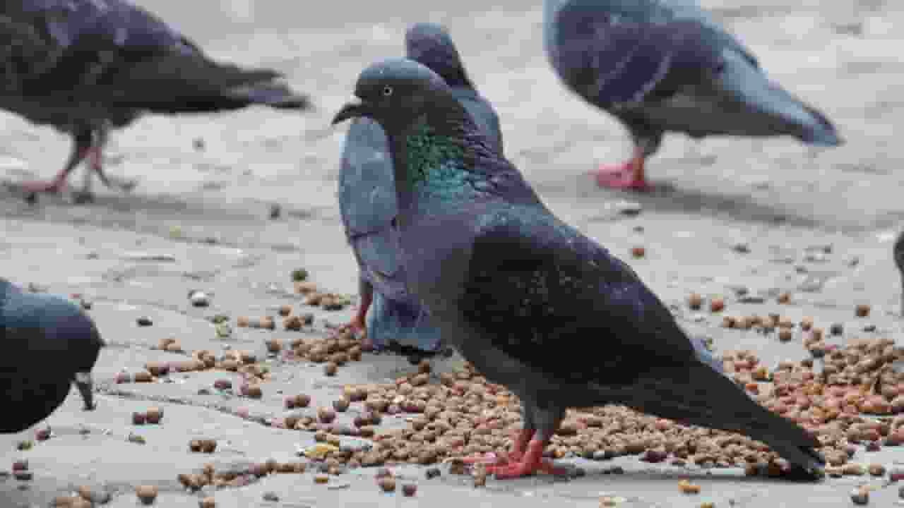 Pigeon, Photo Credit: Freepik 
