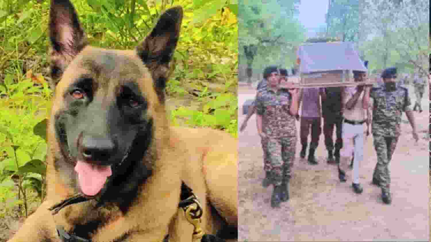 crpf dog 
