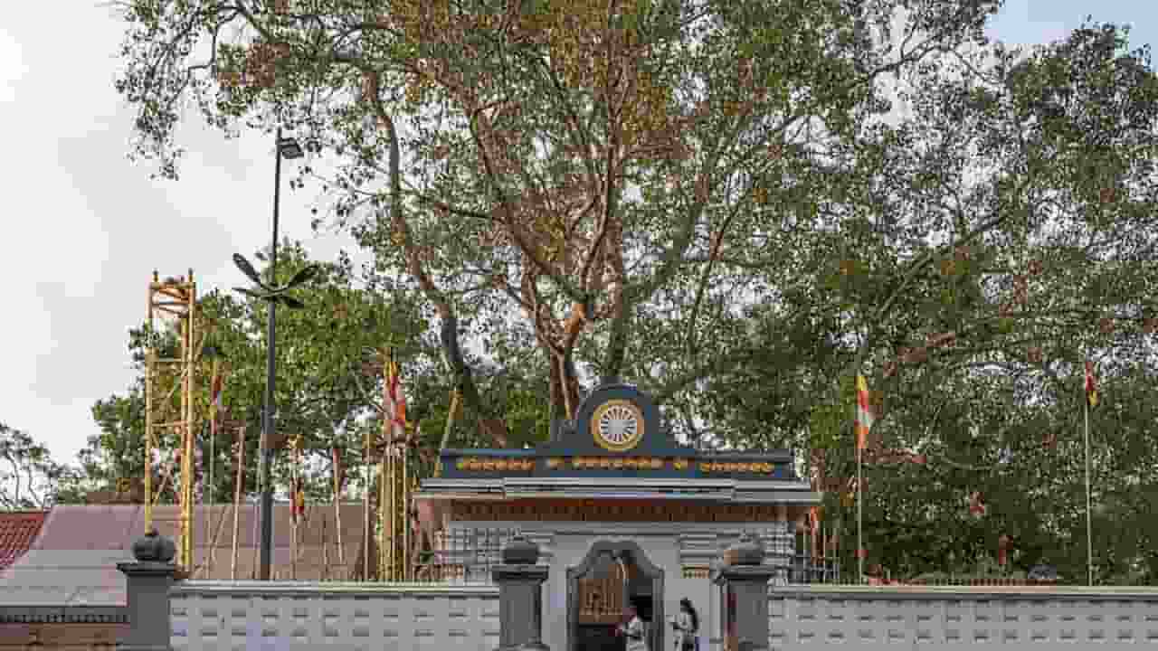 Image of Jaya Sri Maha Bodhi Temple