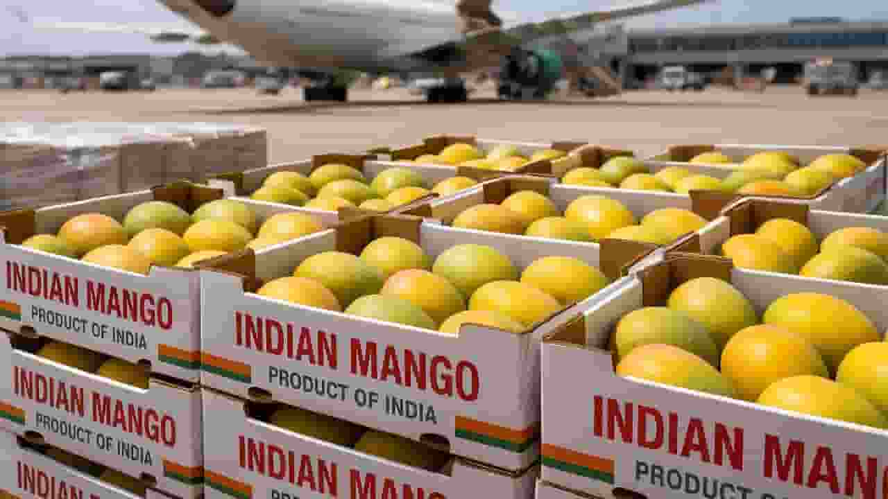 indian mango