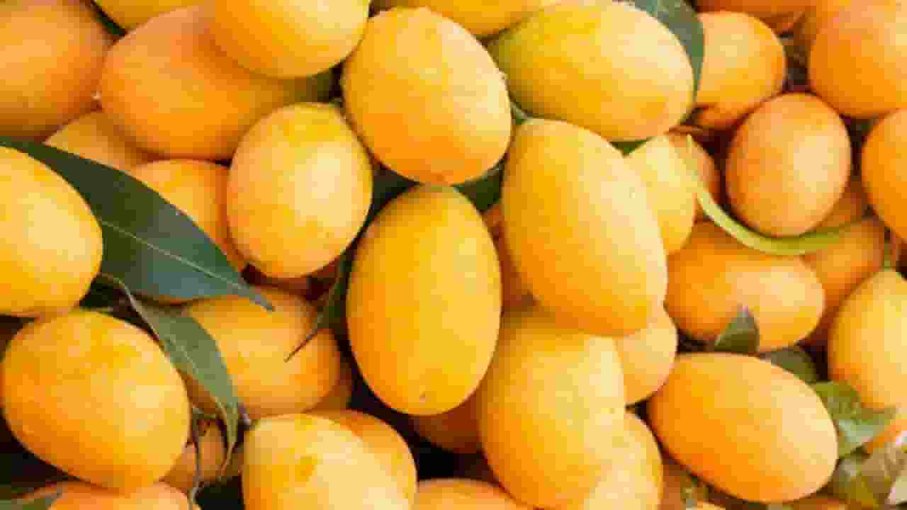 types of mango