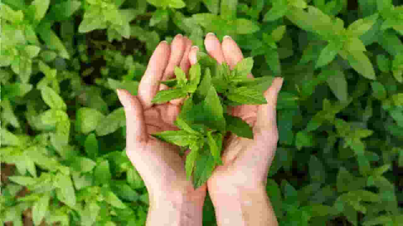 stevia plants