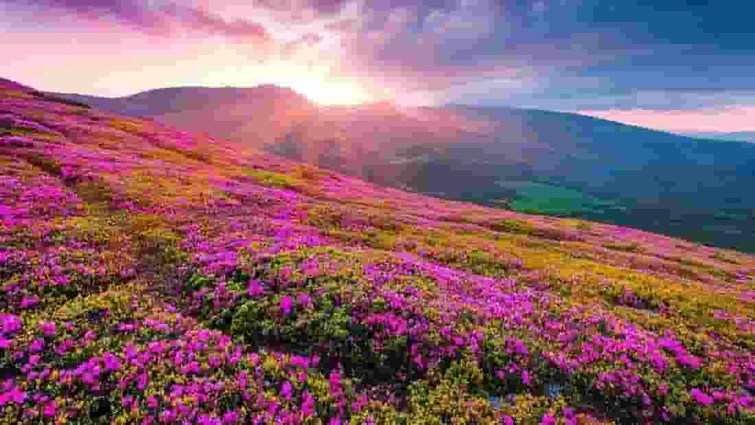 Representational Image । Photo Credit: X/@gemsofbabus__