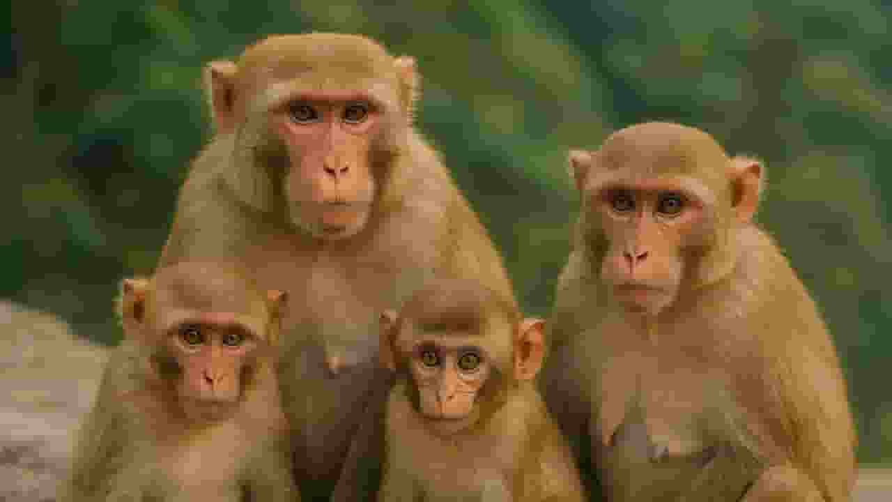 Monkey 