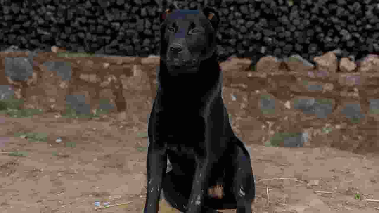 Image of Haofa breed