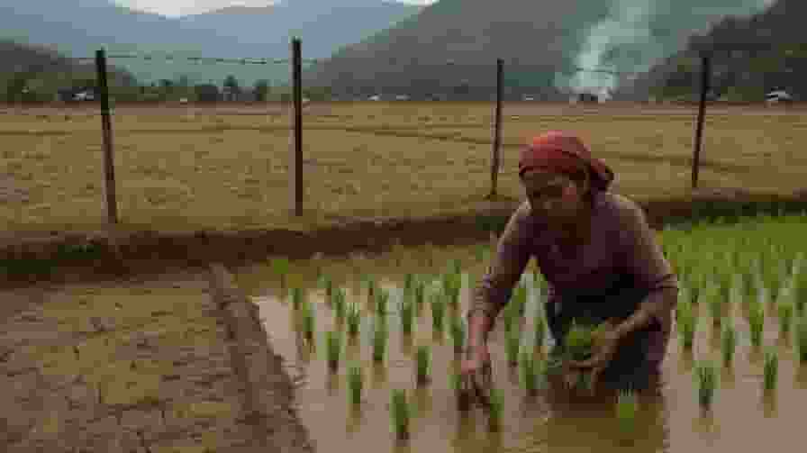 Manipur agriculture production
