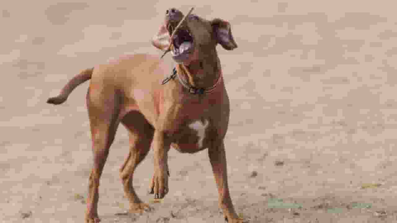 noida dog owner cut nose