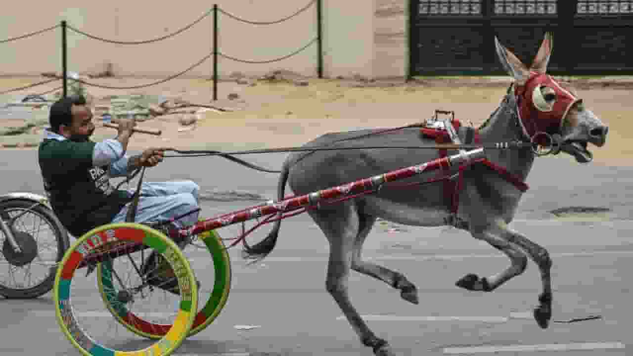 Donkey race in pakistan 