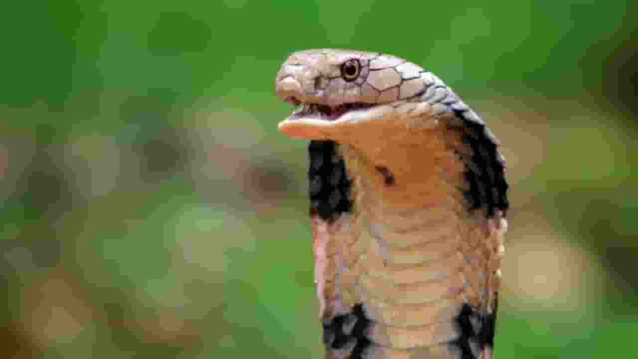 Representational Picture