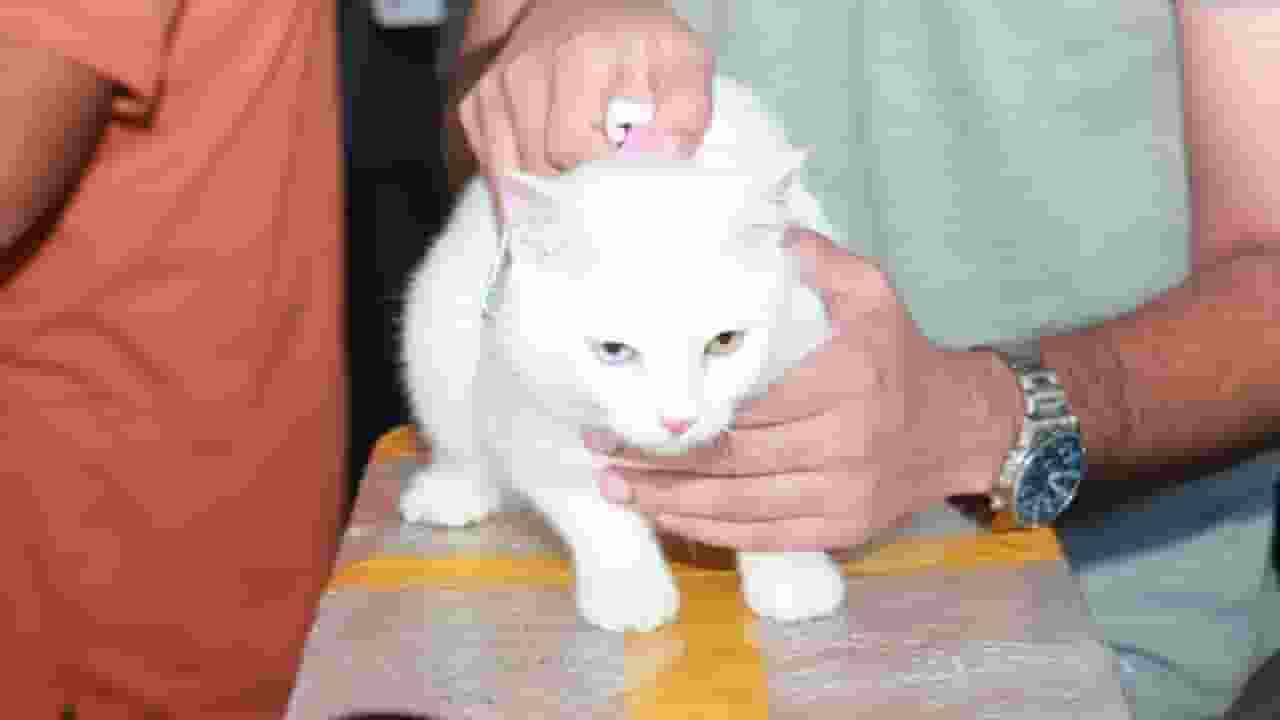 हवाई जहाज से आई बिल्ली, नियम समझ लीजिए, कैसे हो पाया ये काम Pets Policy of Indian airlines