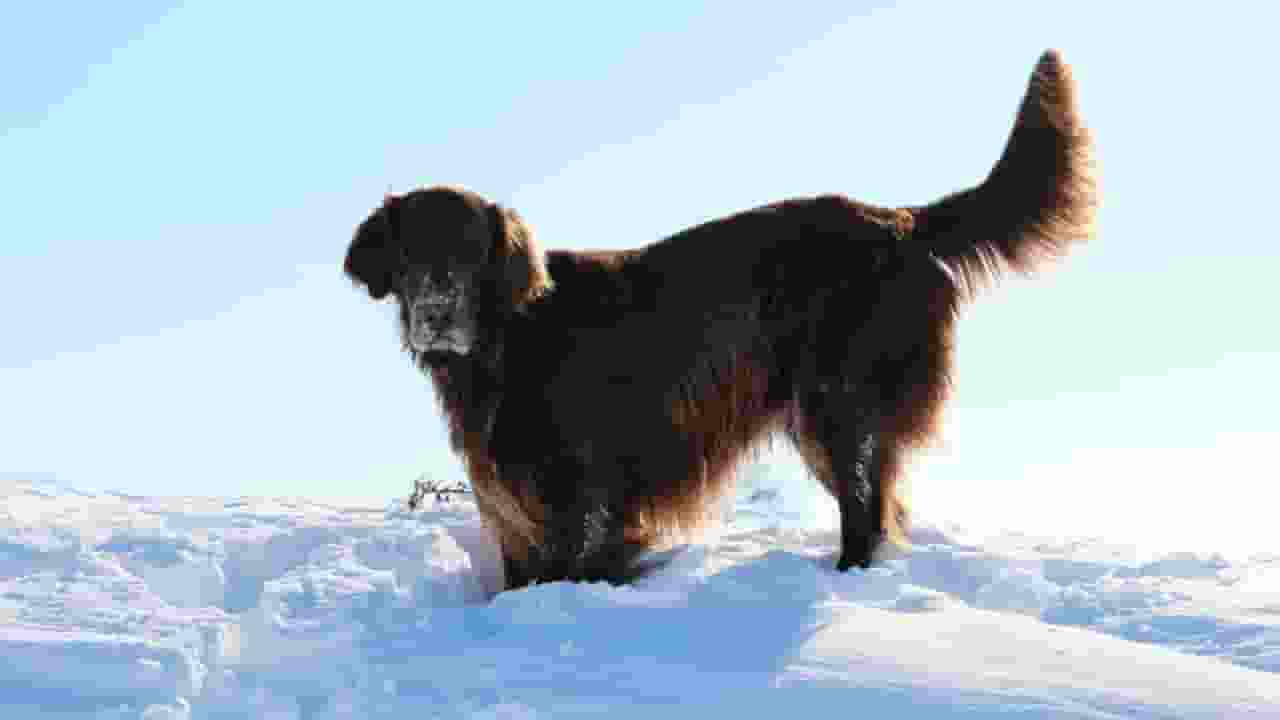 यूक्रेन में परमाणु आपदा से हुआ 'म्यूटेशन', सुपरडॉग बन गए कुत्ते Dogs of Chernobyl Nuclear Reactor