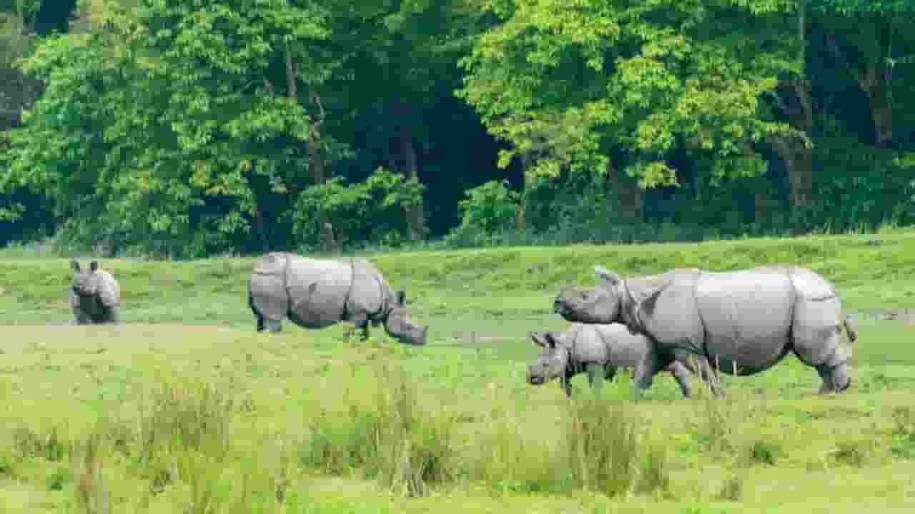काजीरंगा नेशनल पार्क क्यों है इतना खास, गिन लीजिए खूबियां Kaziranga National Park